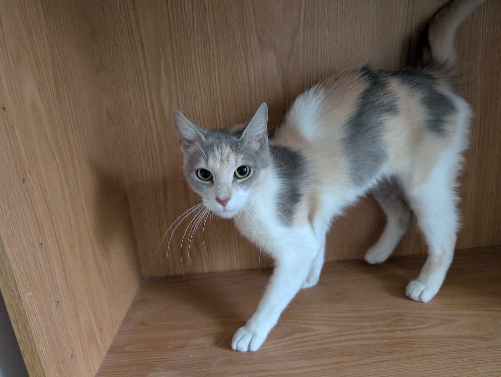 Sylvie