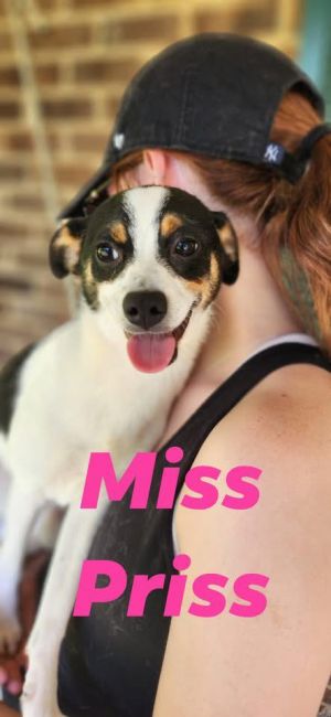 Thank you for checking out my bio please check back for an update My foster will update my informa
