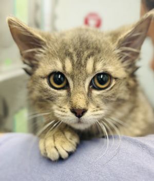 Justice - 8 weeks ( Avail 7/2), Young Female Domestic Short Hair
