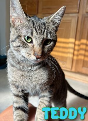 Teddy, Young Male Domestic Short Hair