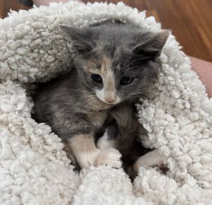 Xanthippe, Baby Female Domestic Short Hair