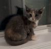 Xanthippe photo 3