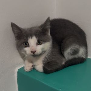 Moe, Baby Male Domestic Short Hair