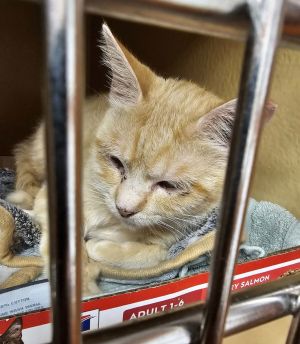Caty (&amp; Obie) - bonded, Young Female Domestic Short Hair