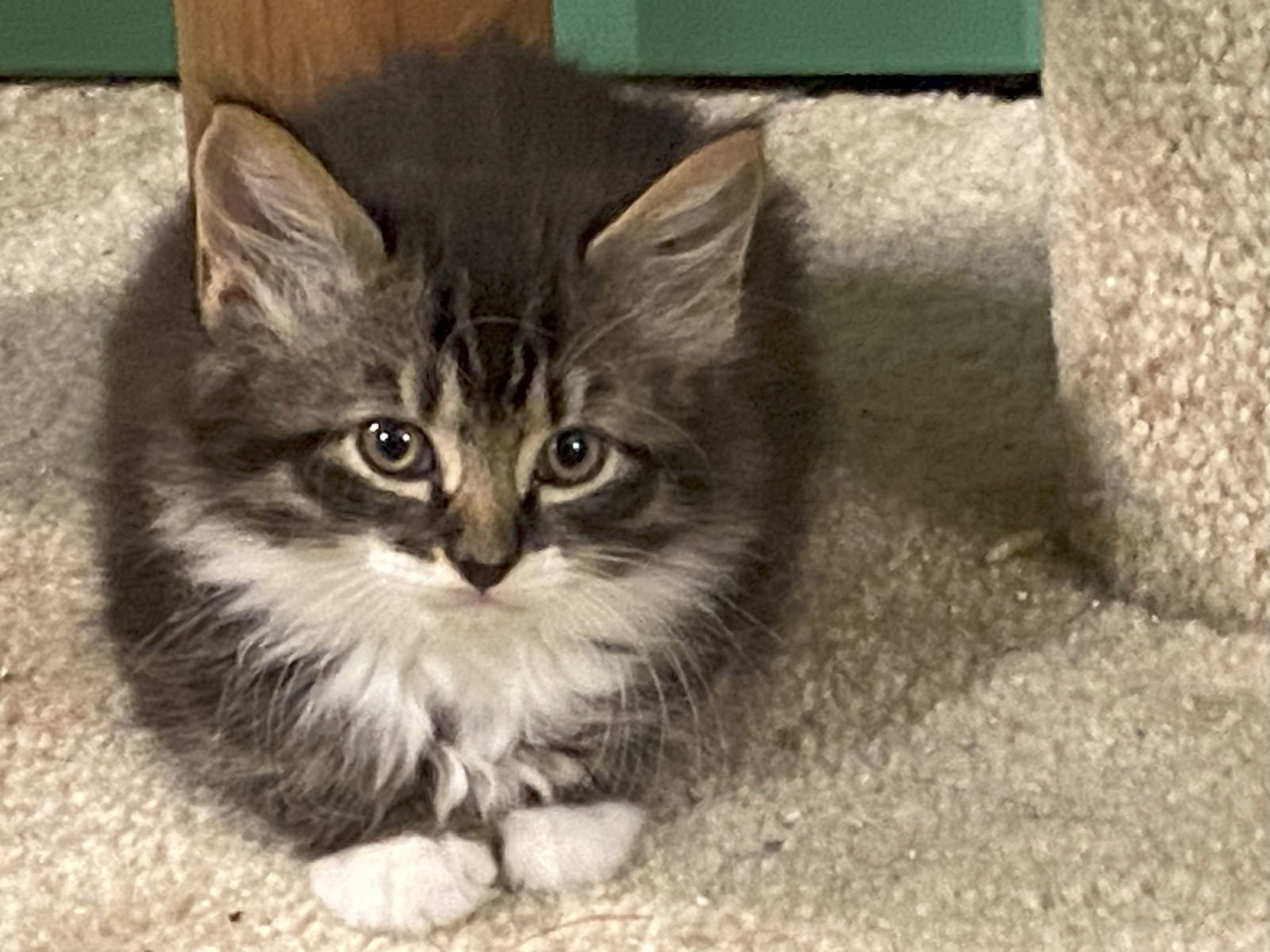 Nova