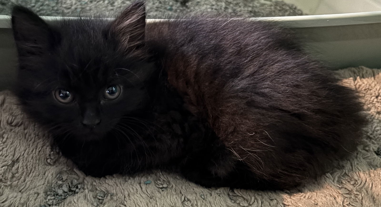 Luna