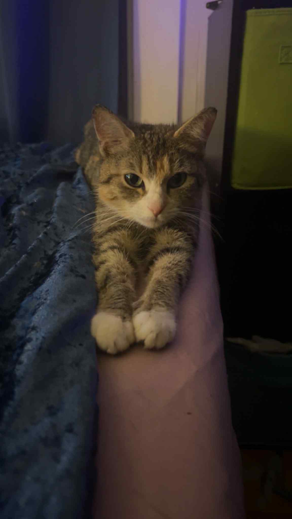 Sweet Pea