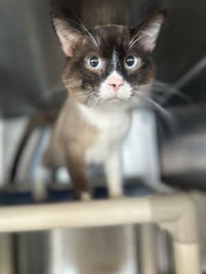 Batman, Adult Male Domestic Short Hair