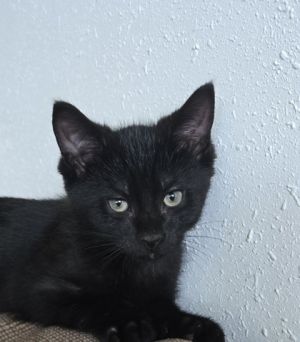 Lewis, Baby Male unknown