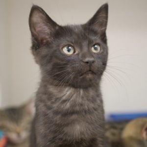 Charlotte, Baby Female Domestic Short Hair