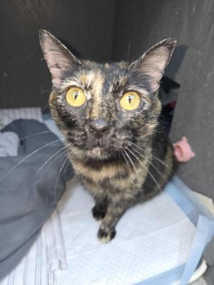 Cosette, Young Female Domestic Short Hair