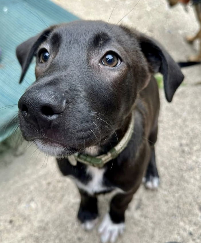 Av Litter Sneezy