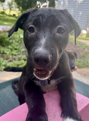 Av Litter SnowWhite, Baby Female American Staffordshire Terrier