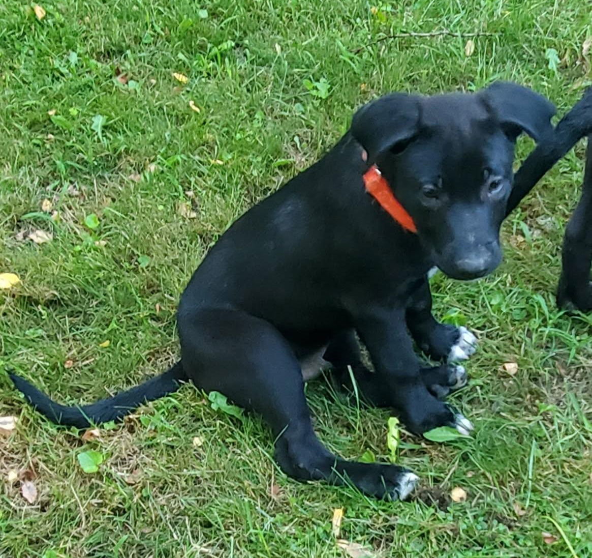 Av Litter Bashful