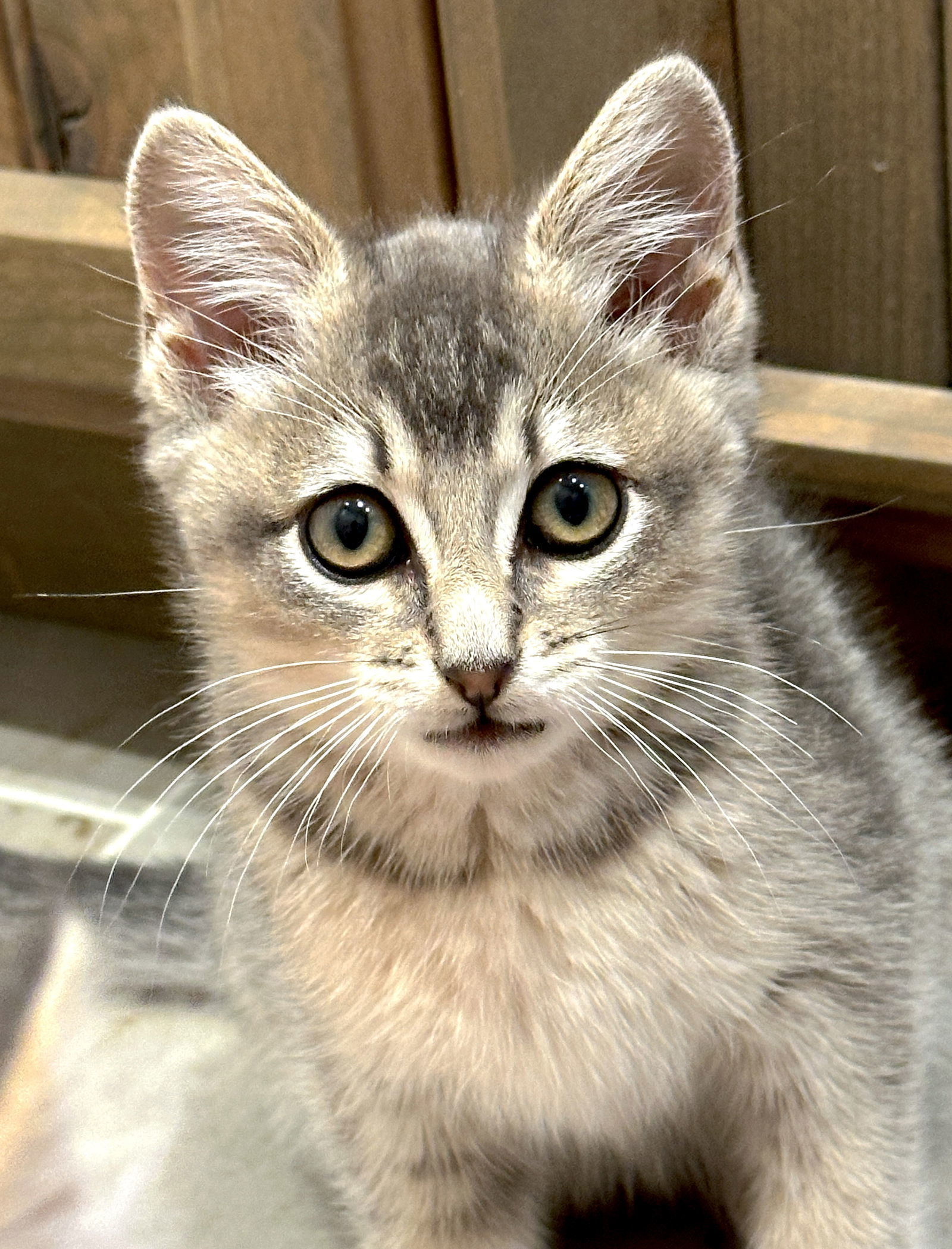 Stella