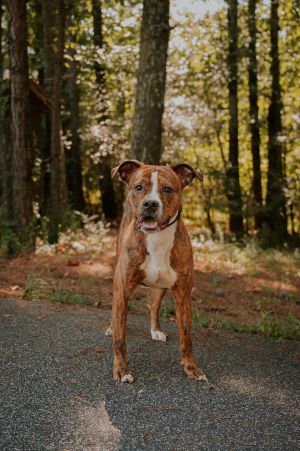 25-07-1860 Marlowe, Adult Male Pit Bull Terrier