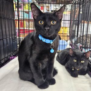 Morpheus, Young Male Domestic Short Hair
