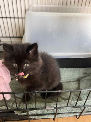 Olive, Baby Female Domestic Medium Hair