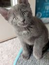 Mouse photo 1