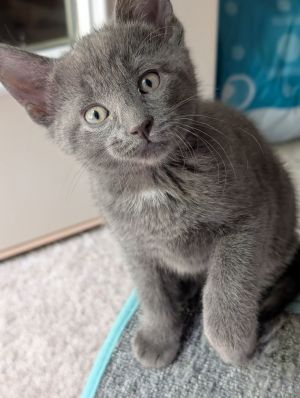 Mouse, Baby Male Domestic Short Hair
