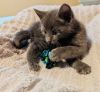 Mouse photo 3