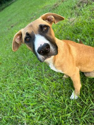 Marmaduke