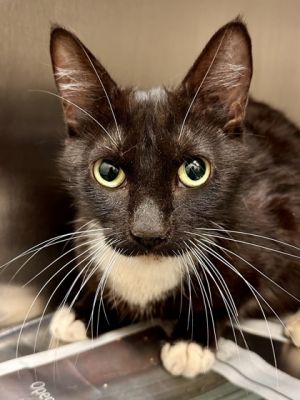 Frida, Senior Female Domestic Short Hair