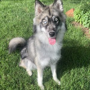 Habibi, Young Female Alaskan Malamute
