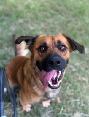 Marshall, Young Male German Shepherd Dog