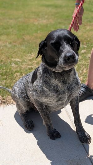 Darby, Young Female Australian Cattle Dog / Blue Heeler