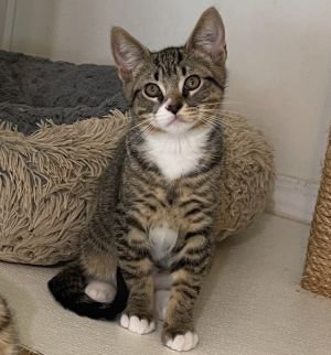 Dante Domestic Medium Hair Cat