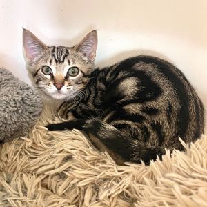 Dahlia Domestic Medium Hair Cat