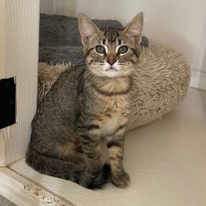 Daphne Domestic Medium Hair Cat