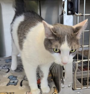 Oliver, Senior Male Domestic Short Hair