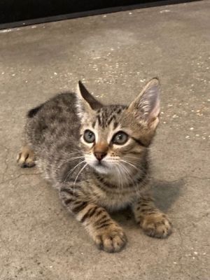 Hi Im Cheeto Life in the shelter is interesting Ive met so many friendly faces here but I can