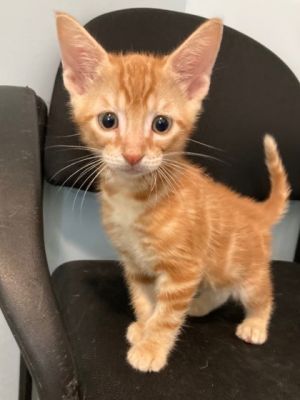 Hi Im Ruffles Im a tiny ball of energy who loves nothing more than a good game of chase the