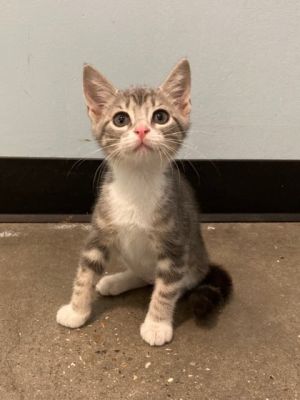 Hello Im Dorito Im just a kitten but Ive got a big personality I love to play and chase after