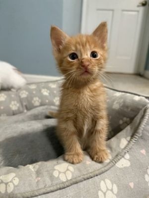 Hello Im Aslan a friendly little kitten whos always ready for a cuddle I love to play my purrs