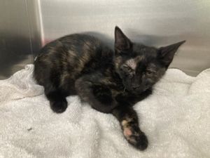 Simone Domestic Short Hair Cat