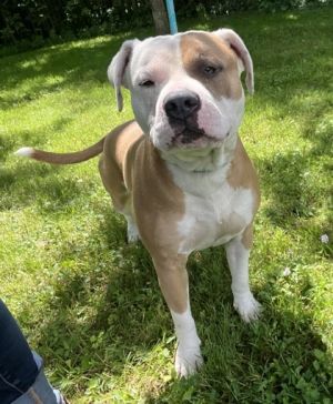 Tugboat, Adult Male Pit Bull Terrier