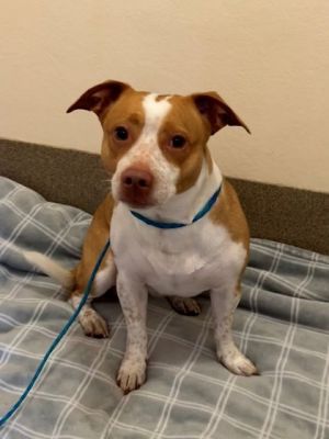Chicken, Young Male Chihuahua