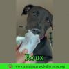 Roux 2 photo 1