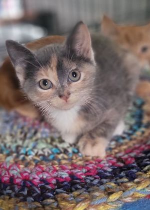 Stacy&#39;s Mom, Young Female Domestic Short Hair