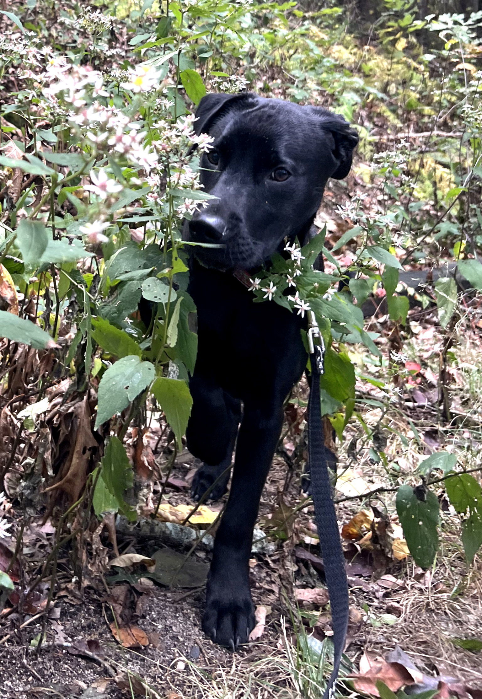 Black Sadie OS in RI