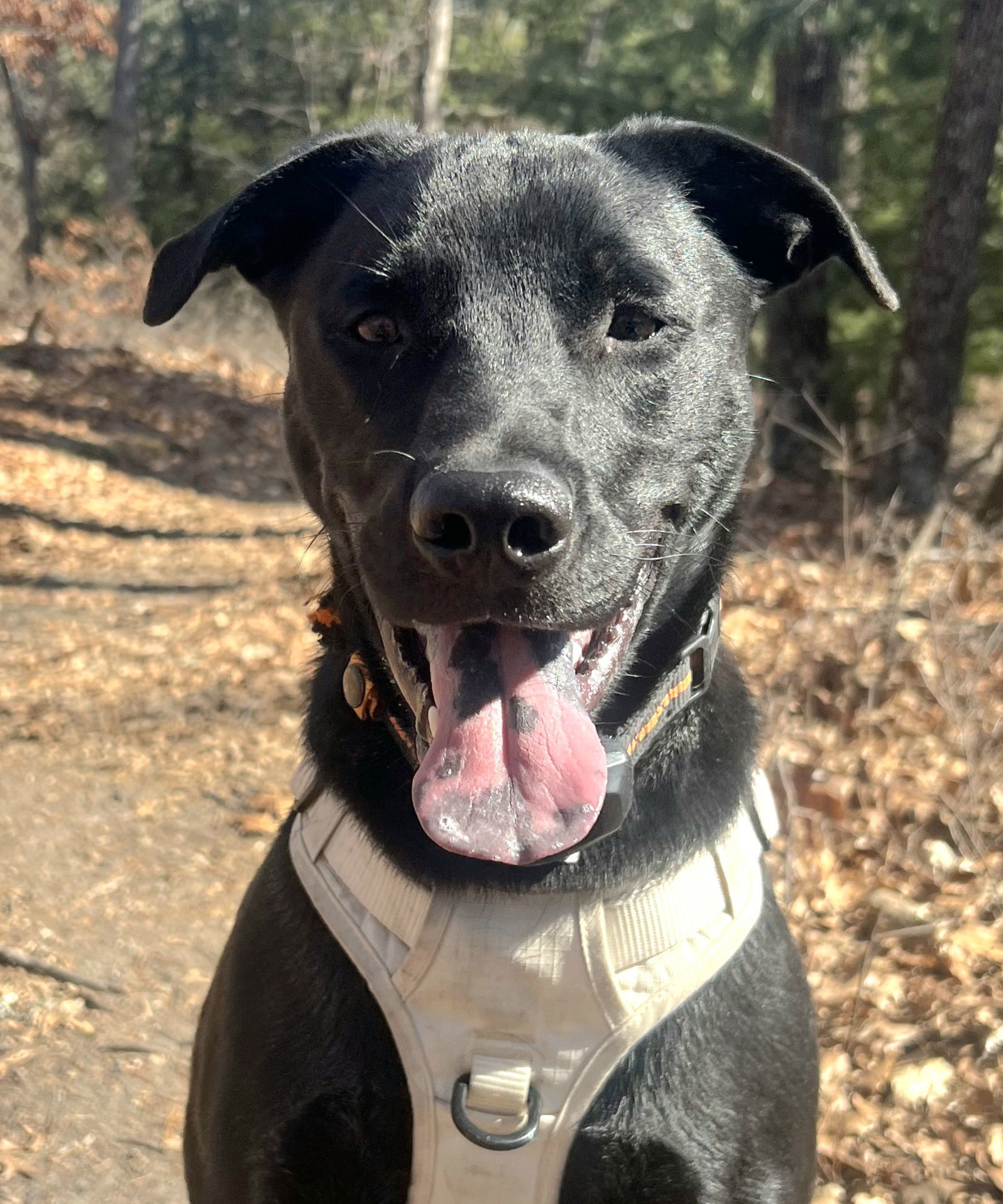 Black Sadie OS in RI