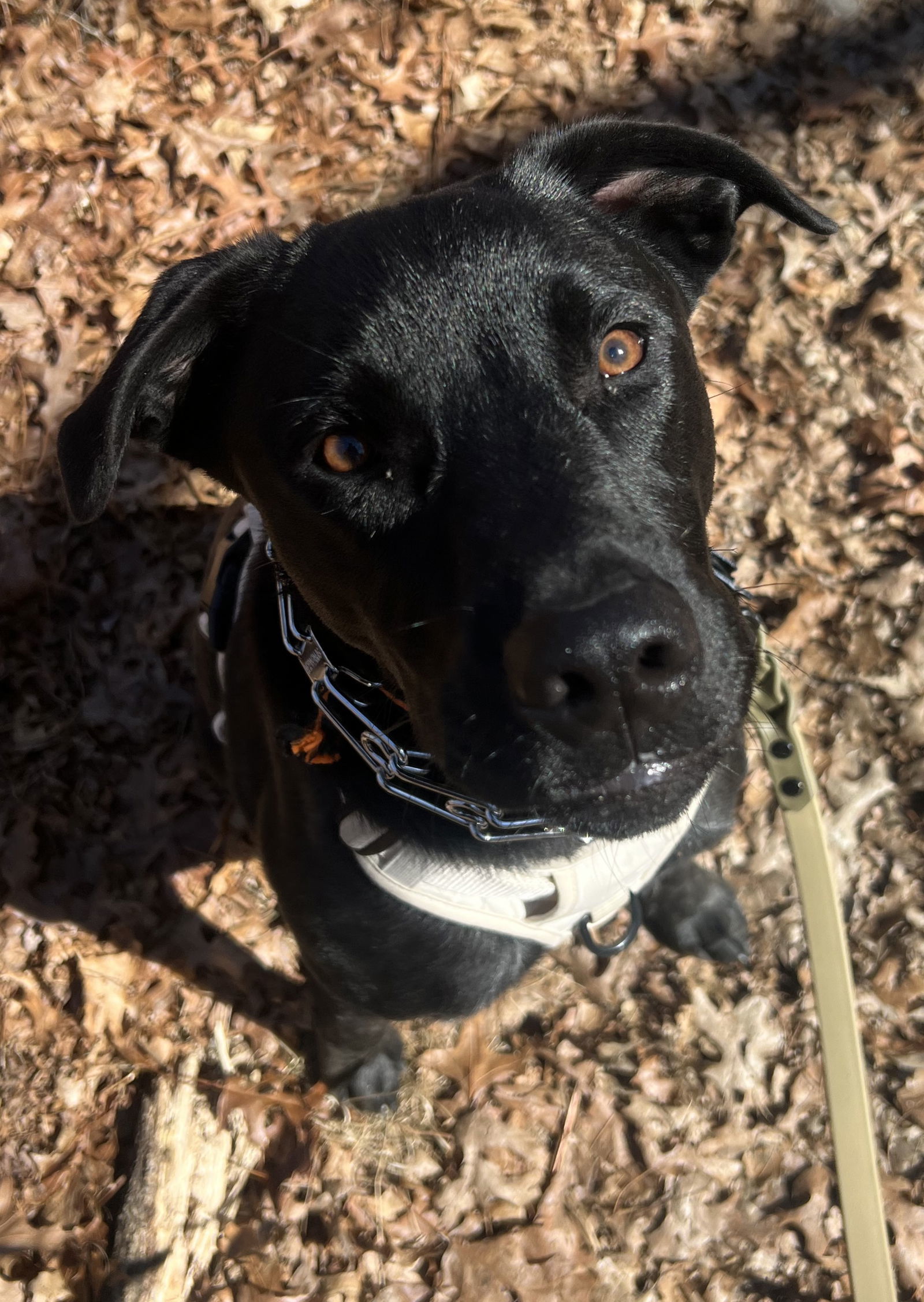 Black Sadie OS in RI
