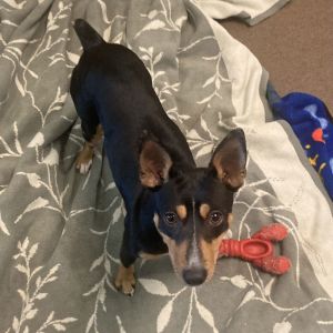 Veronica Rat Terrier Dog