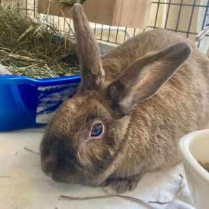 Fudge Bunny Rabbit Rabbit