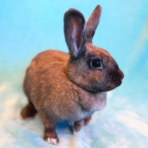 My name is Fudge and Im spayed female rabbit I am a sweet but cautious bunny I really like explor