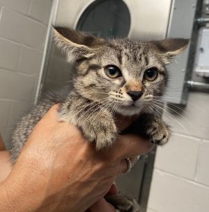 Abby, Baby Female Domestic Short Hair